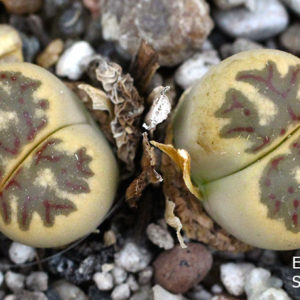 насіння lithops dorothea C300 seeds