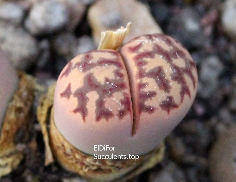 насіння lithops dorothea Zorro seeds