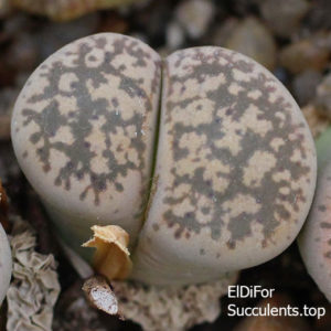 насіння lithops gesinae C207 seeds