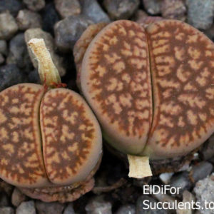 насіння lithops gesinae C78 seeds