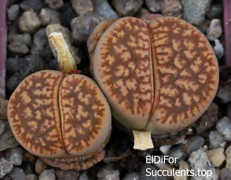 насіння lithops gesinae C78 seeds