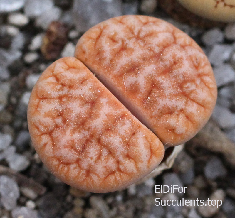 насіння lithops gracilideleniata C383 seeds