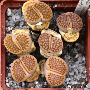 насіння Lithops hallii v. ochracea springpan  seeeds