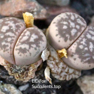 насіння lithops hermetica SH2003 seeds