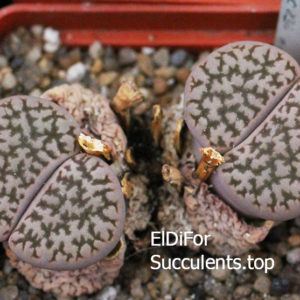 насіння lithops herrei C236 seeds
