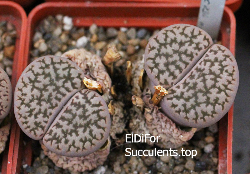 Lithops herrei translucens C236 10 семян IMG_3287 копия Lithops herrei translucens C236 10 семян IMG_3287 копия