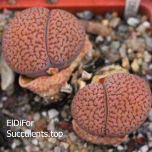 насіння lithops hookeri C154 seeds