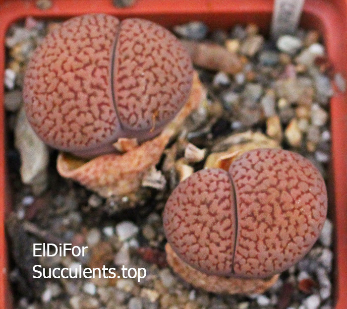 насіння lithops hookeri C154 seeds