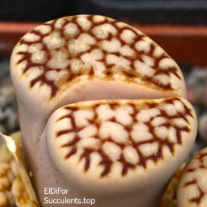 насіння lithops julii C183 seeds