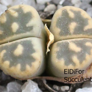 насіння lithops karasmontana L70-3 seeds