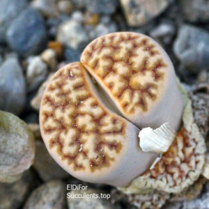 насіння lithops karasmontana jacobseniana seeds