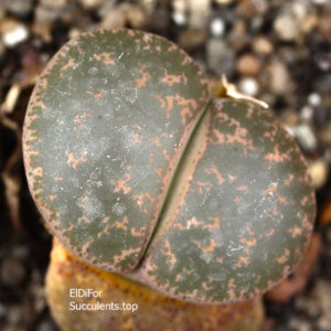 насіння lithops lesliei C30 seeds