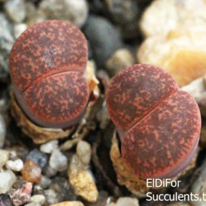 насіння lithops lesliei C6A seeds