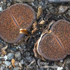 насіння lithops lesliei C152 seeds