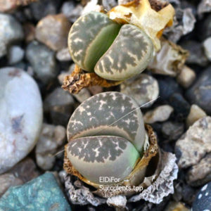 насіння lithops  naureeniae seeds
