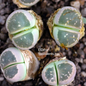 насіння lithops olivacea C109 seeds