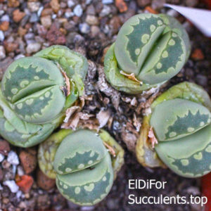 насіння lithops otzeniana C128A cv Aquamarine seeds