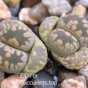 насіння lithops otzeniana SH531 seeds
