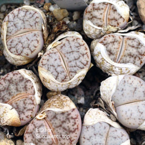 насіння lithops pseudotruncatella C306 seeds