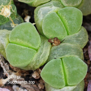 насіння conophytum 1810.24 sp seeds