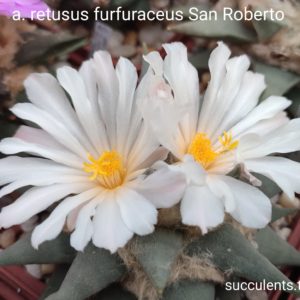 насіння ariocarpus furfuraceus San Roberto seeds