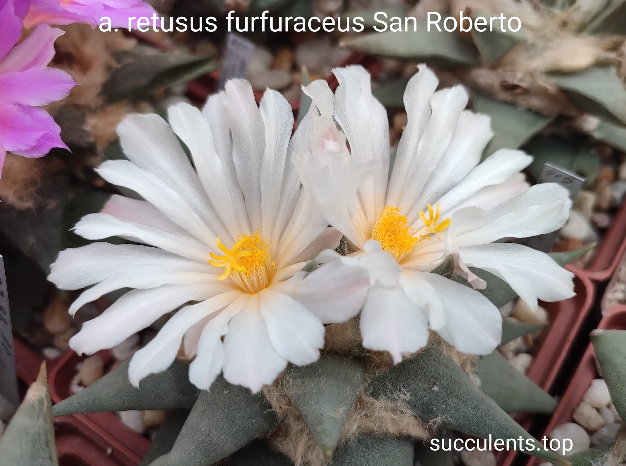 насіння ariocarpus furfuraceus San Roberto seeds