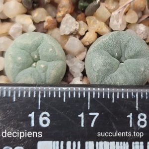 lophophora decipiens