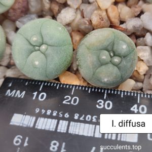 lophophora diffusa