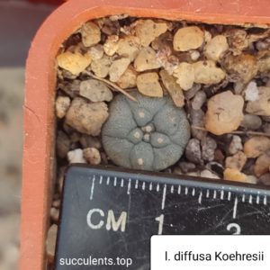 lophophora diffusa koehresii