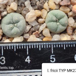 lophophora fricii TYP MK 27.82