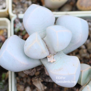 насіння lapidaria margaretae seeds