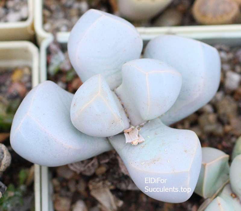 насіння lapidaria margaretae seeds