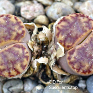 насіння lithops bromfildii red seeds