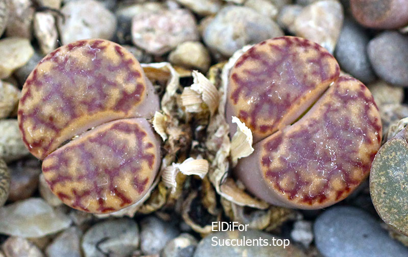 насіння lithops bromfildii red seeds