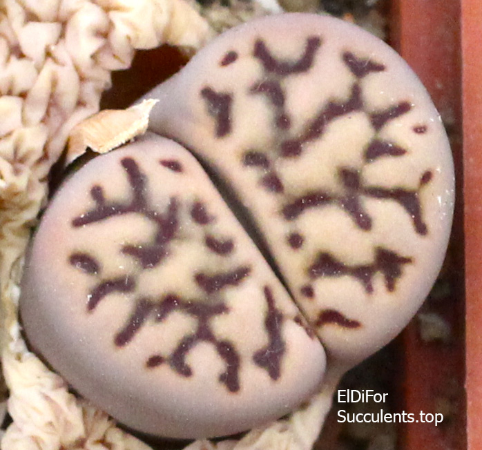 насіння lithops bromfildii C283 seeds