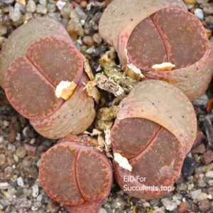 насіння lithops bromfildii Glaudinae seeds