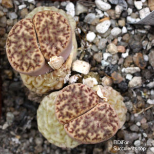насіння lithops bromfildii yellow seeds