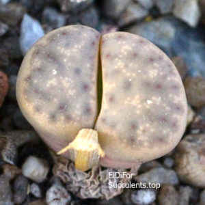 насіння lithops dinteri friedrichii seeds
