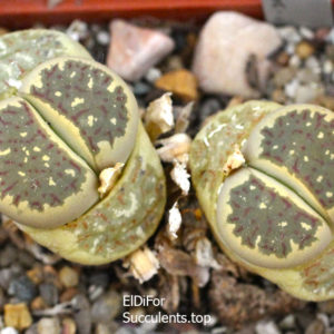 насіння lithops dorothea Fastiv seeds