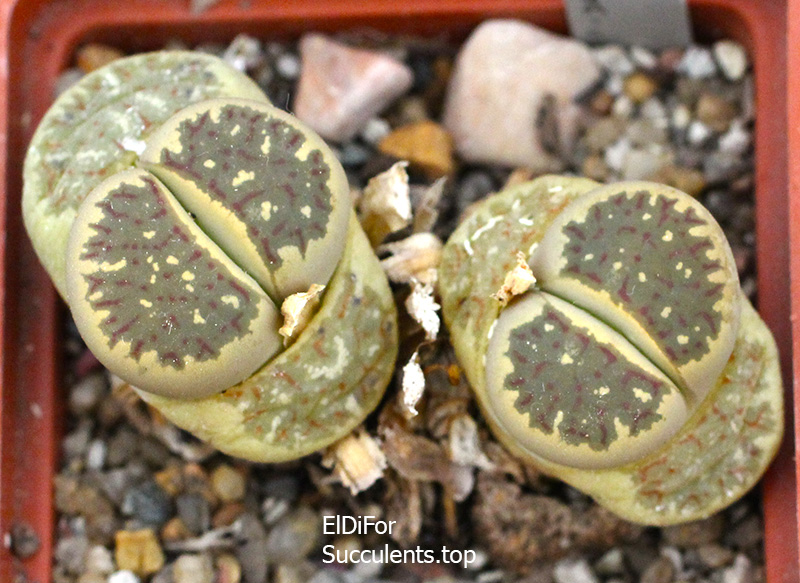 насіння lithops dorothea Fastiv seeds
