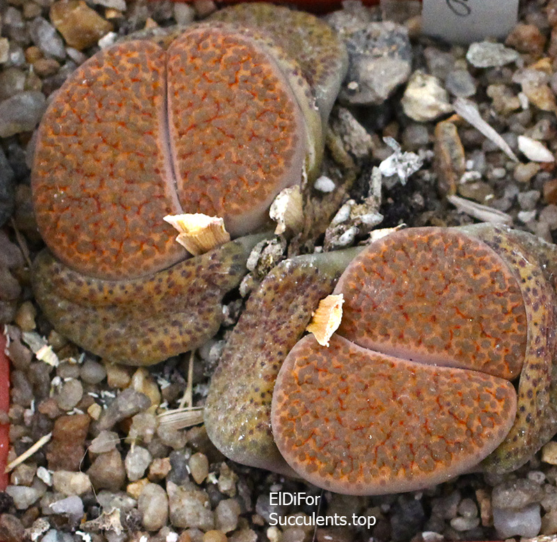 насіння lithops fulviceps C170 seeds