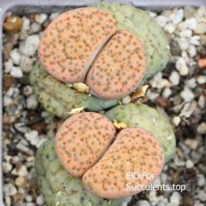 насіння lithops fulviceps seeds