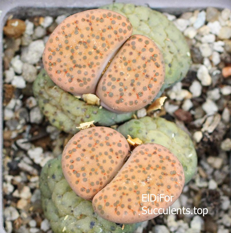 lithops fulviceps IMG_3247 копия lithops fulviceps IMG_3247 копия