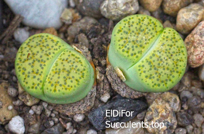 насіння lithops fulviceps aurea seeds