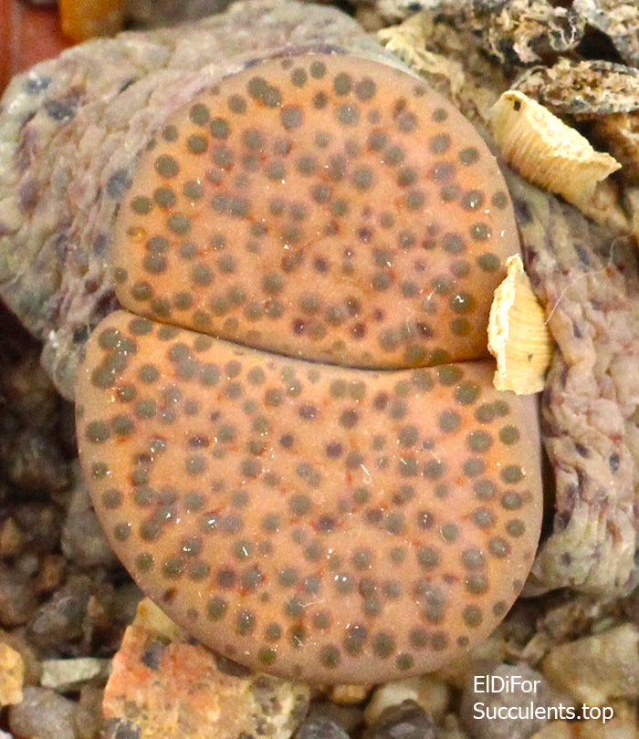 lithops fulviceps ‘lydiae’ C219 IMG_3549 копия lithops fulviceps ‘lydiae’ C219 IMG_3549 копия