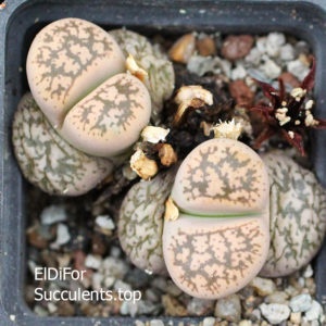 насіння lithops gesinae seeds