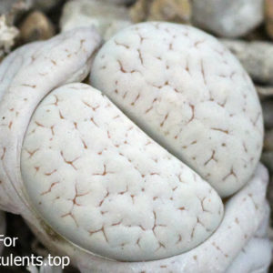 насіння lithops gracilidelineata C385 seeds