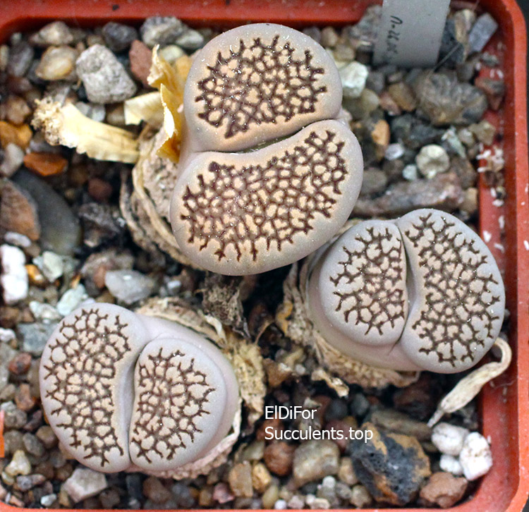 насіння lithops halli seeds