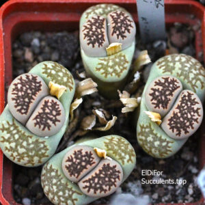 насіння ithops halli best seeds