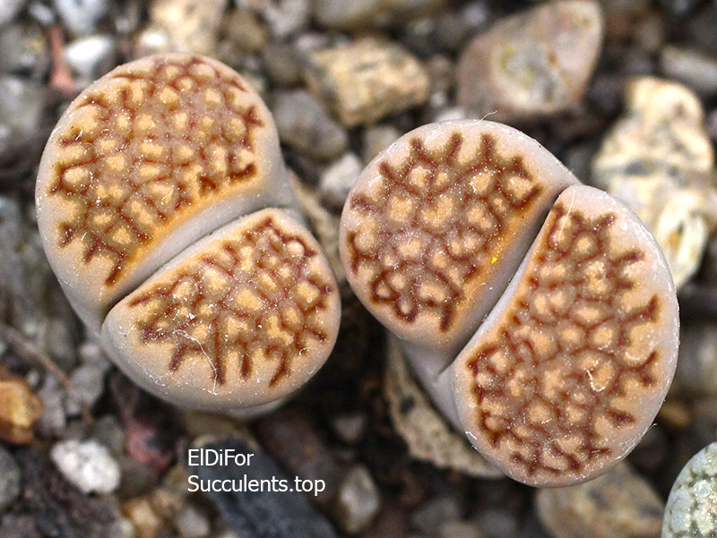 насіння lithops halli C303 seeds